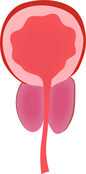 Normal Prostate Gland Vector Illustration